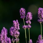 Lavendel