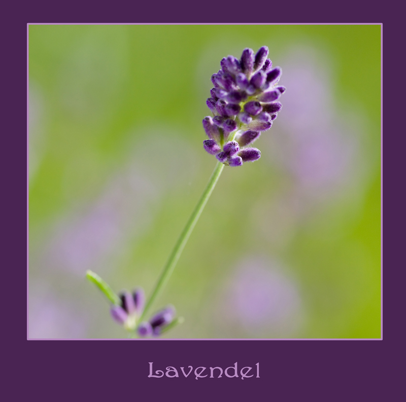 Lavendel