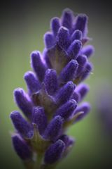 Lavendel