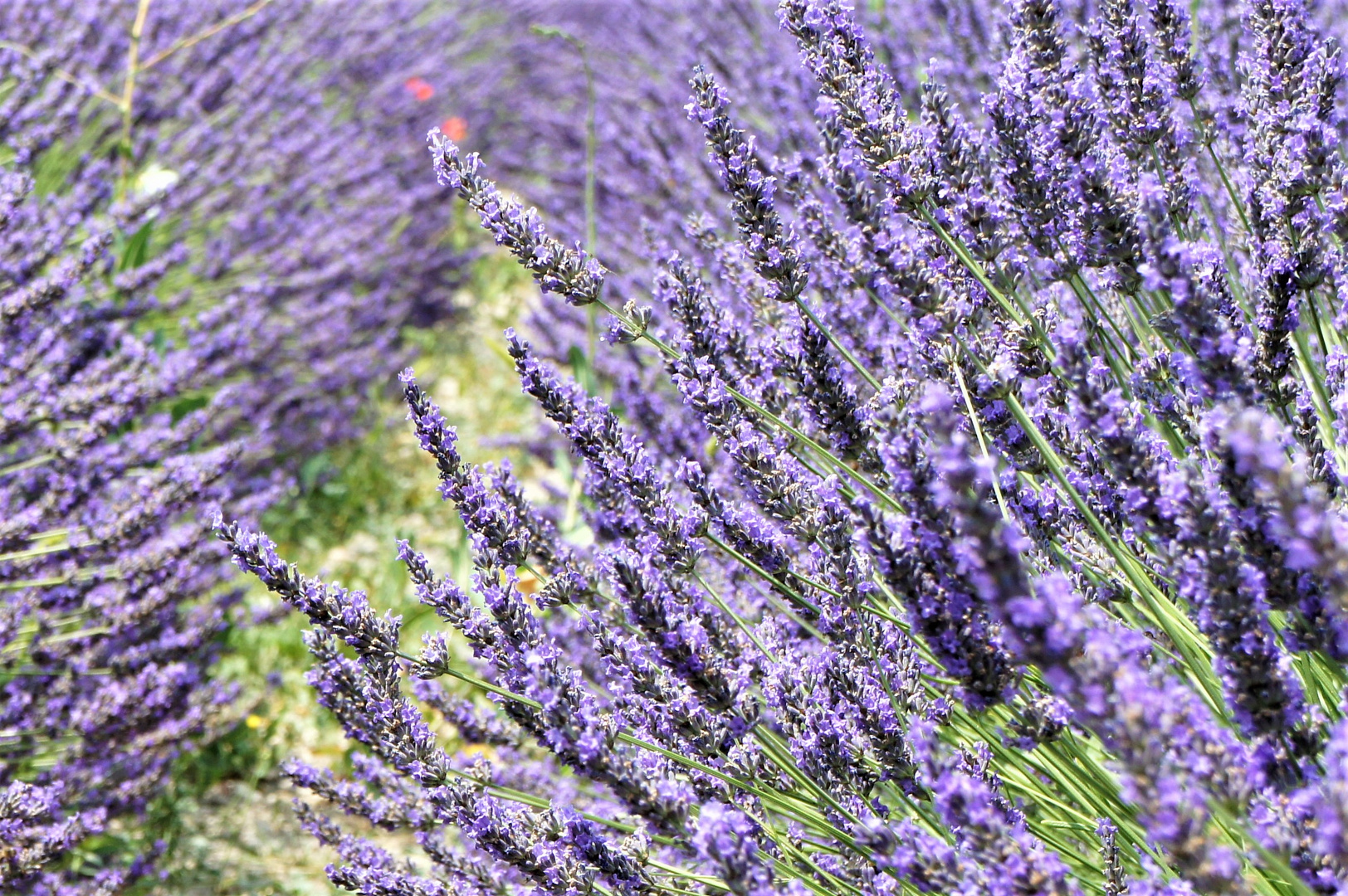 Lavendel