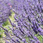 Lavendel