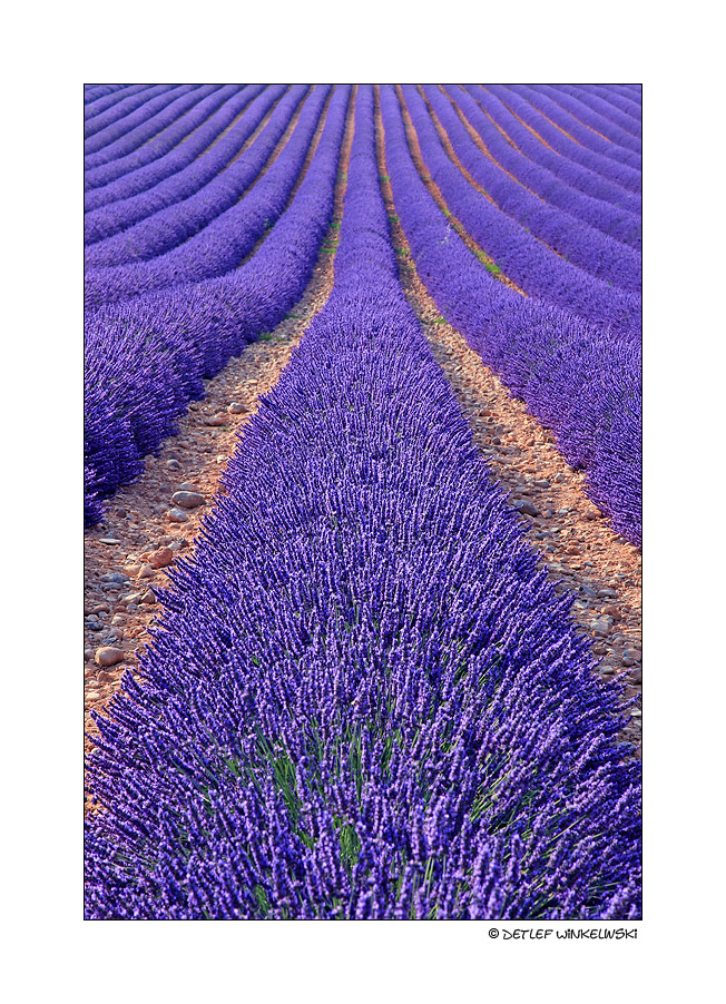 lavendel