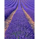 lavendel