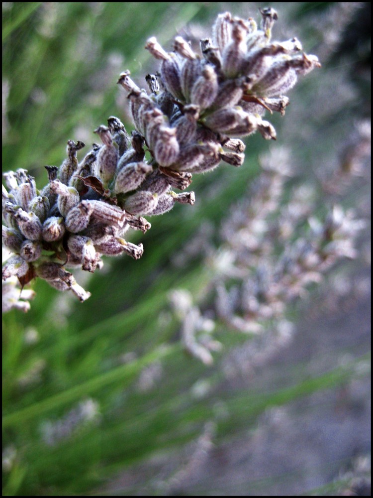 Lavendel