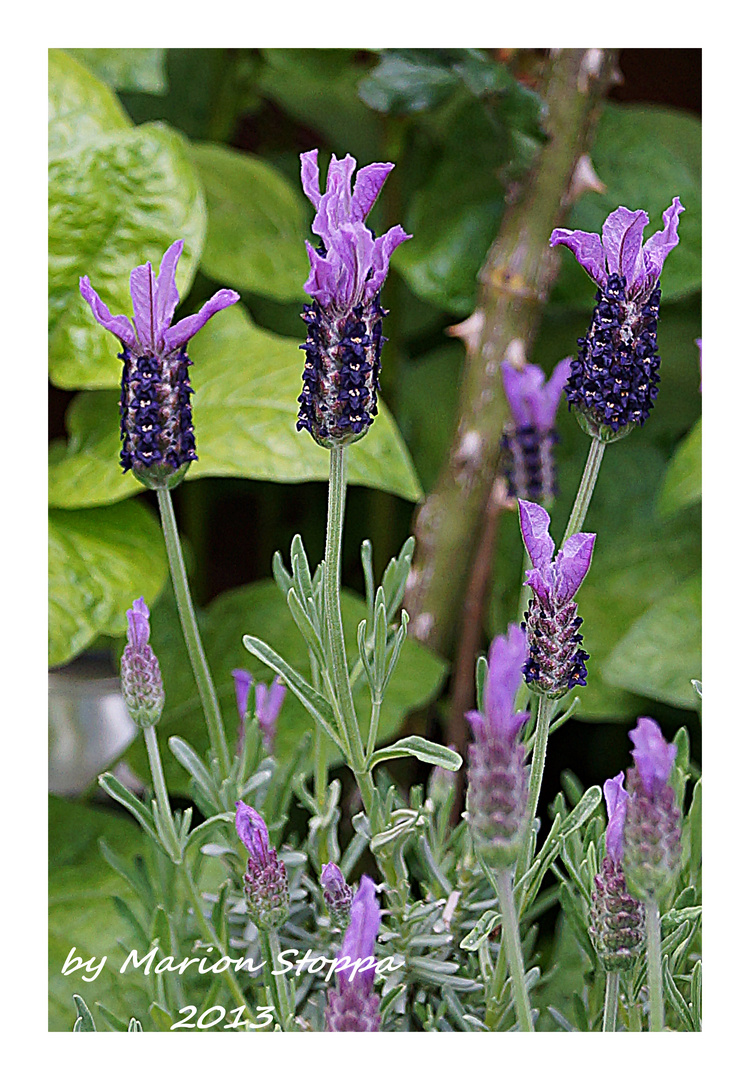 Lavendel