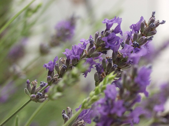 Lavendel