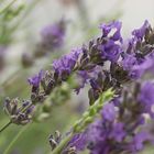 Lavendel