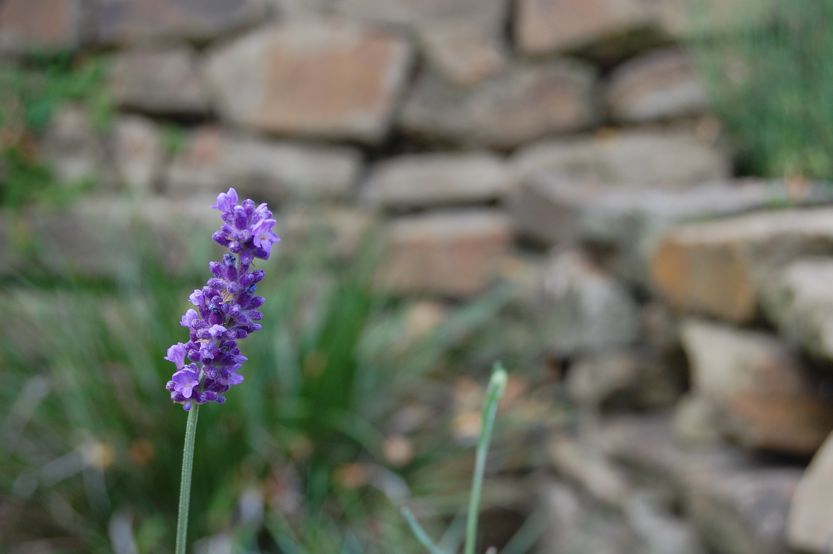 Lavendel