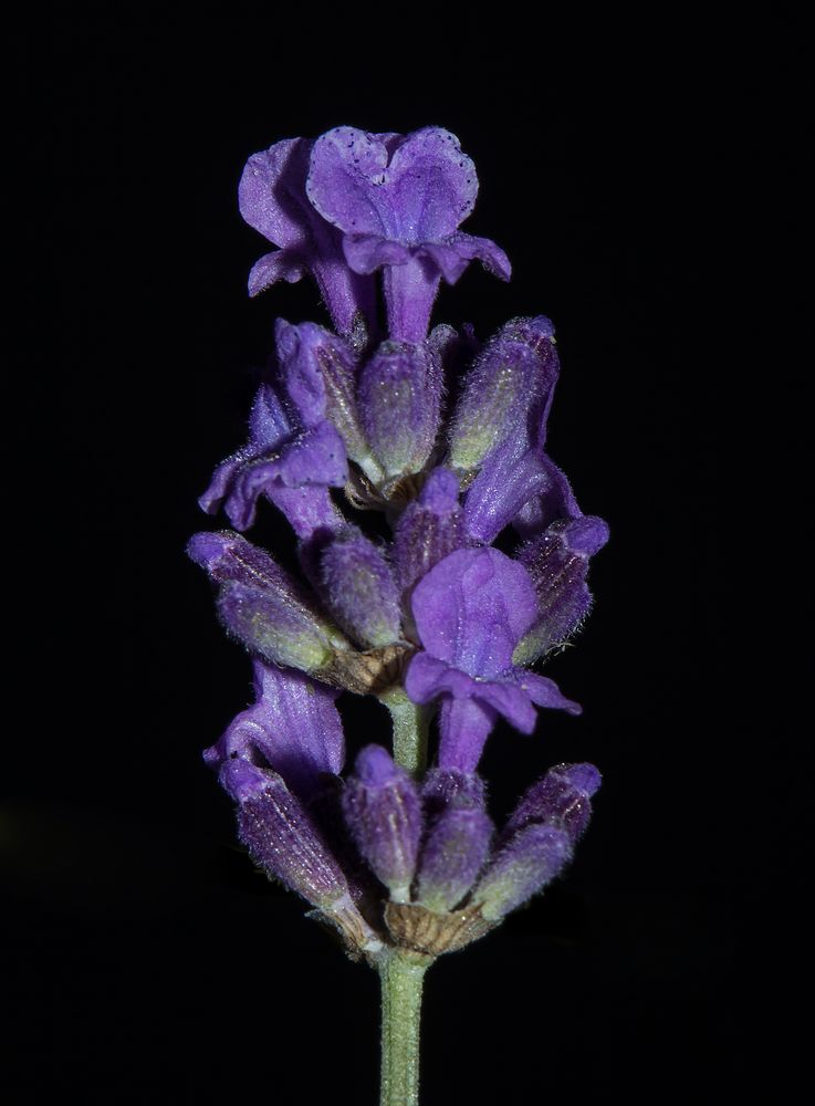 Lavendel