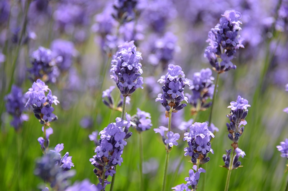 Lavendel