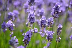 Lavendel