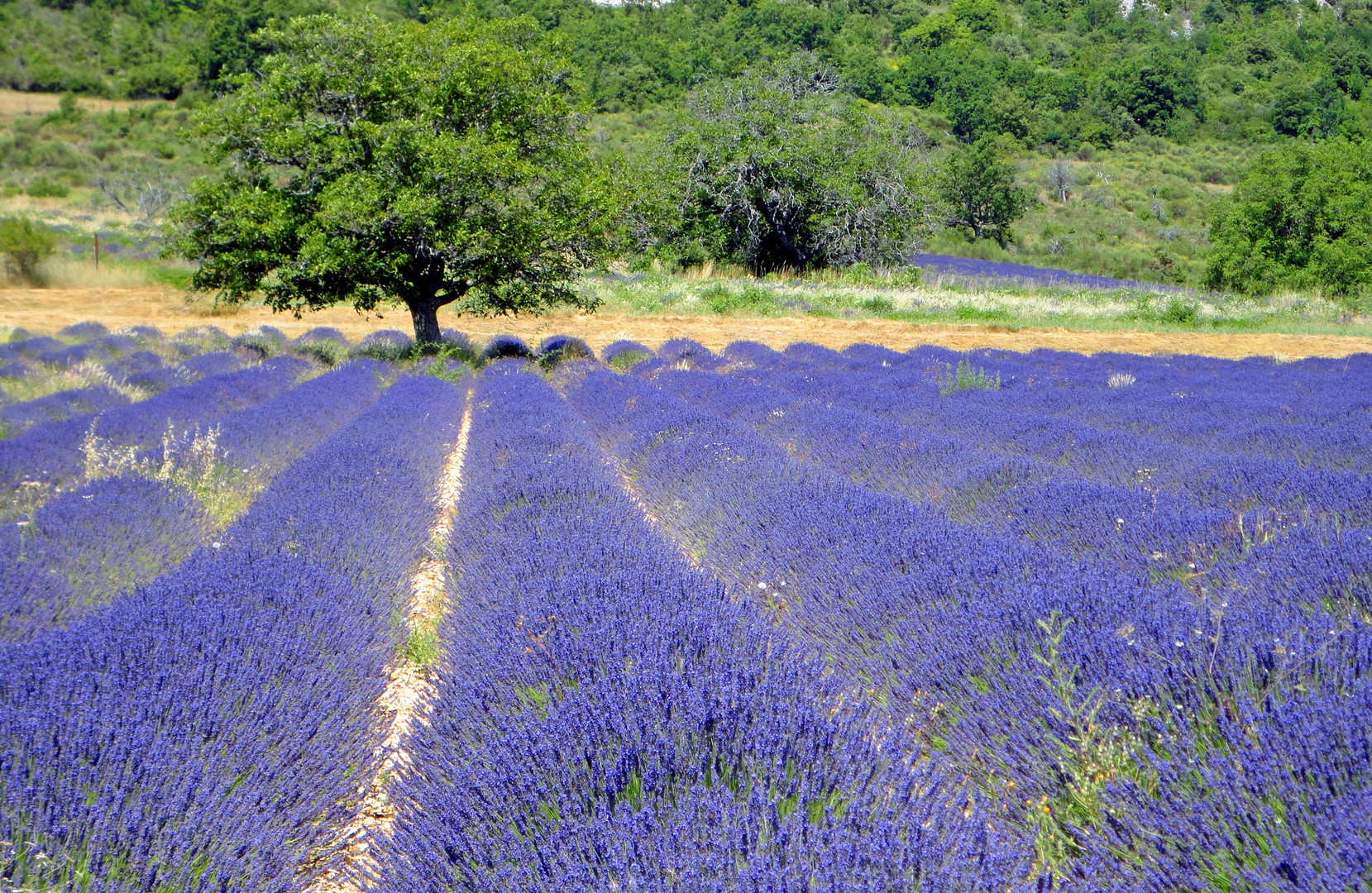 Lavendel