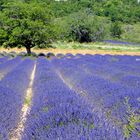 Lavendel