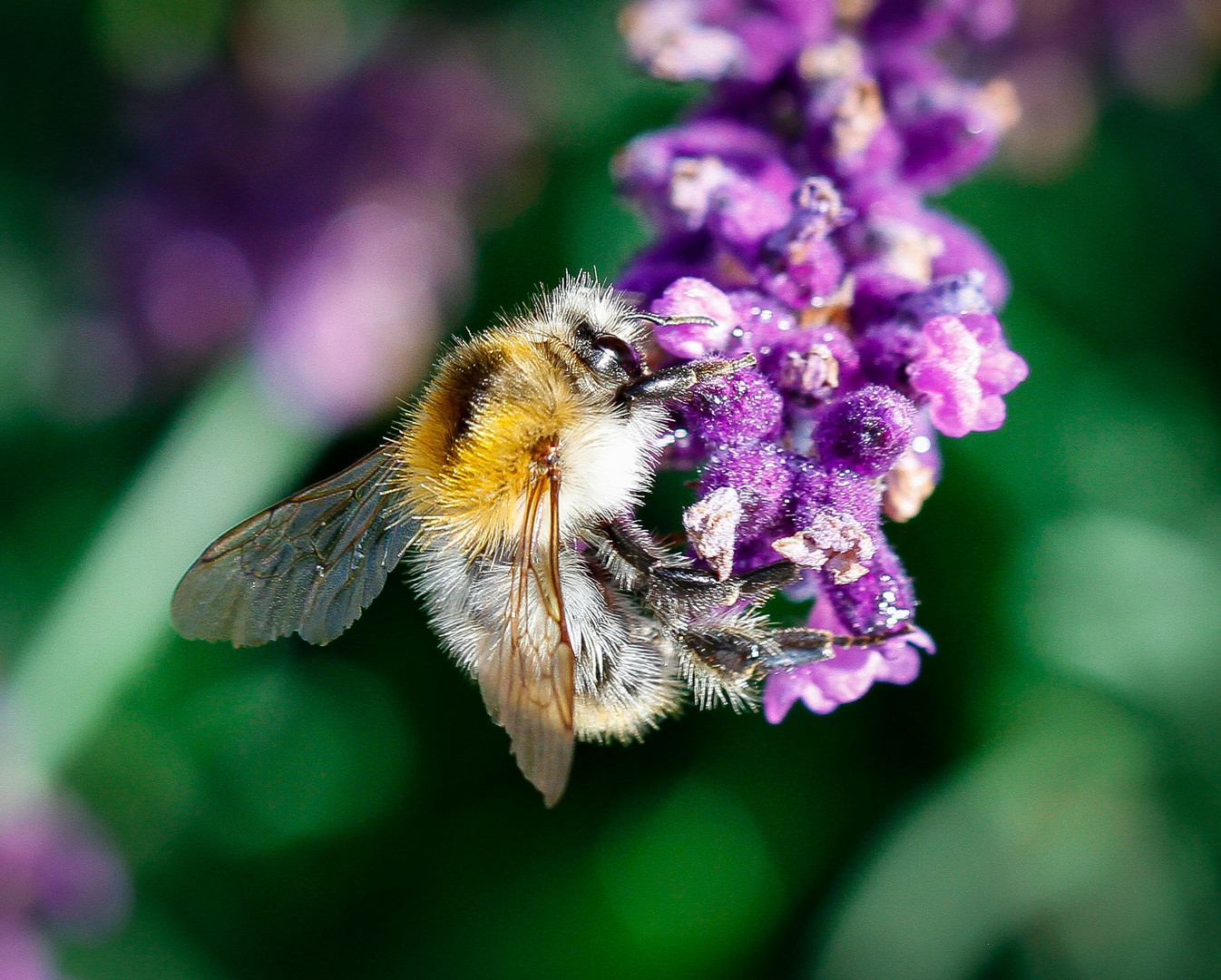 Lavendel