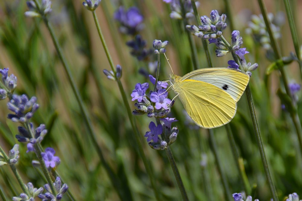 Lavendel