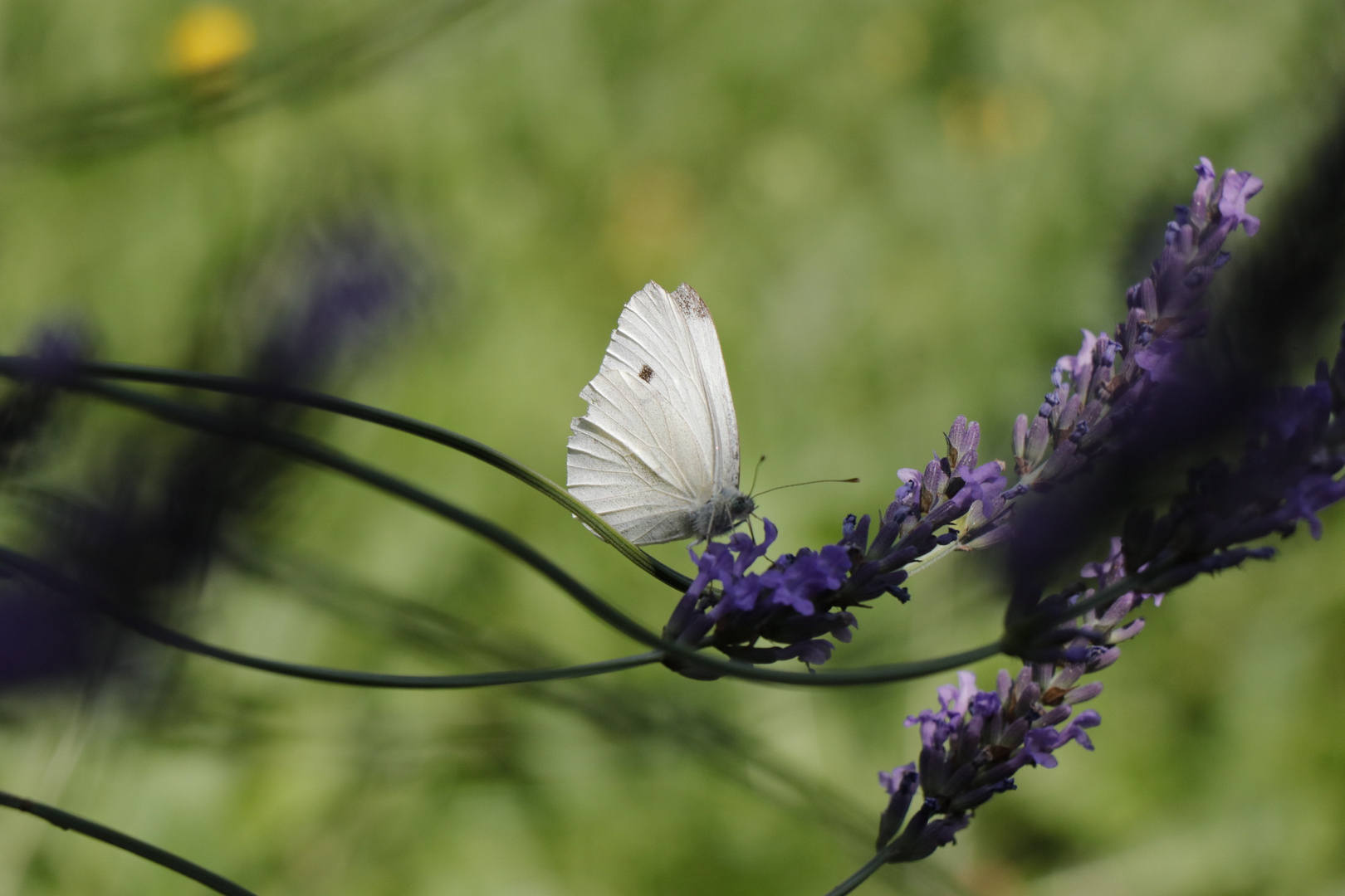 Lavendel 