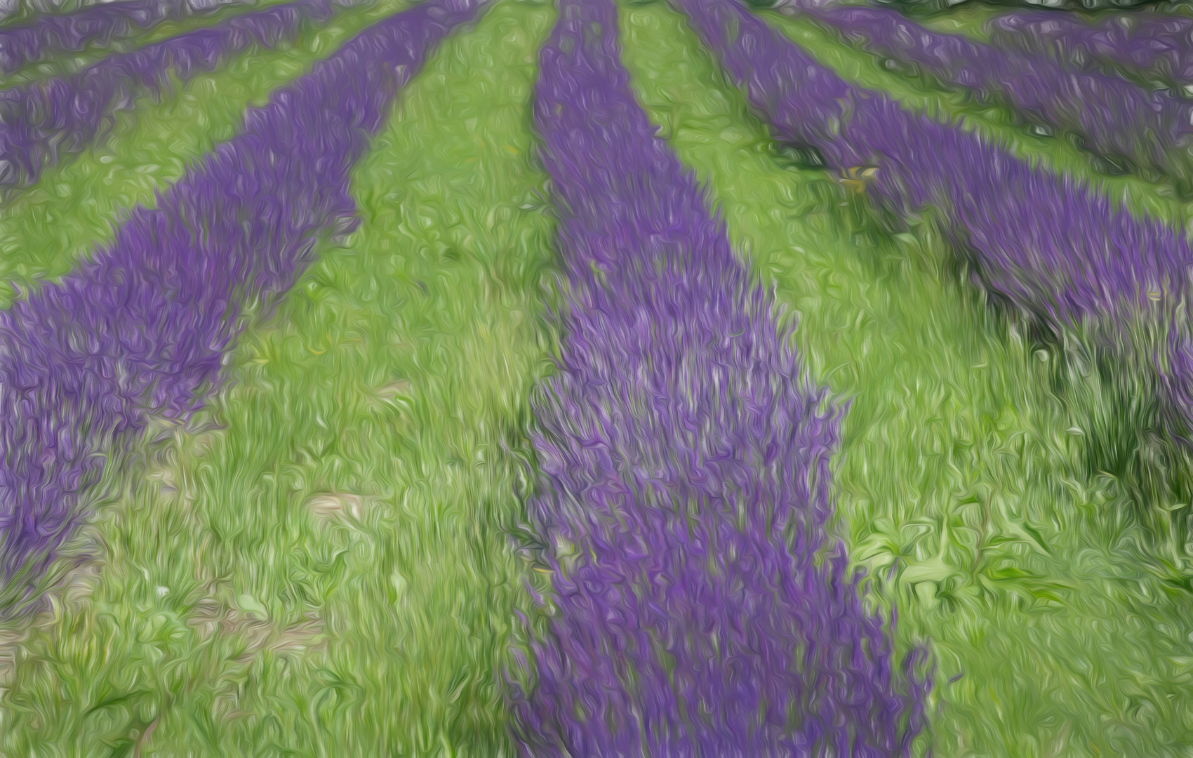 Lavendel abstrakt