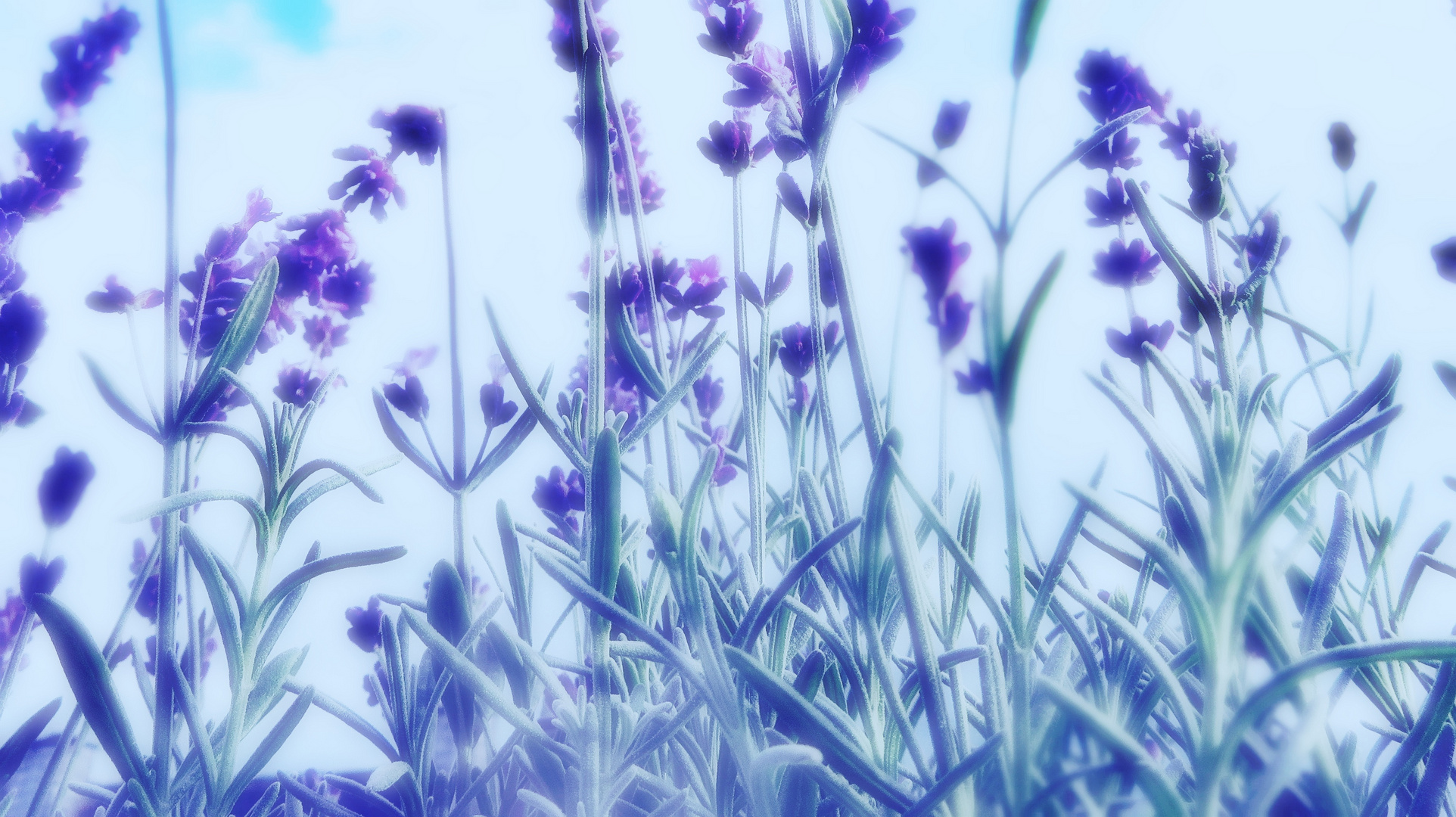 Lavendel abstrakt