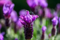 Lavendel