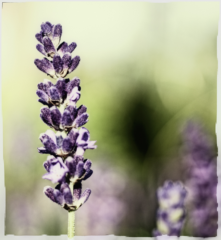 lavendel