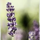 lavendel