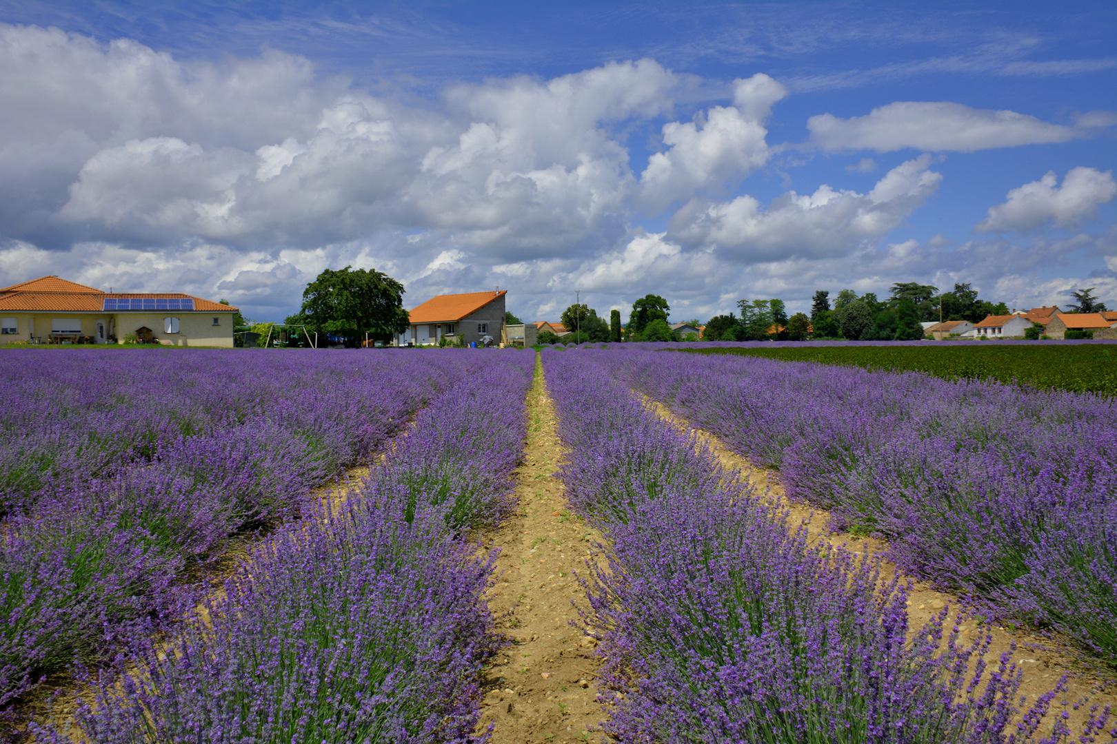 Lavendel