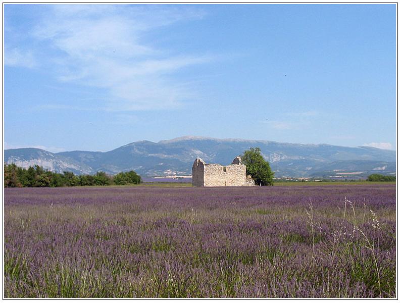 Lavendel