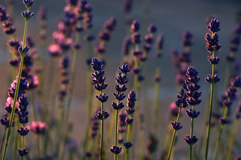 Lavendel am Abend