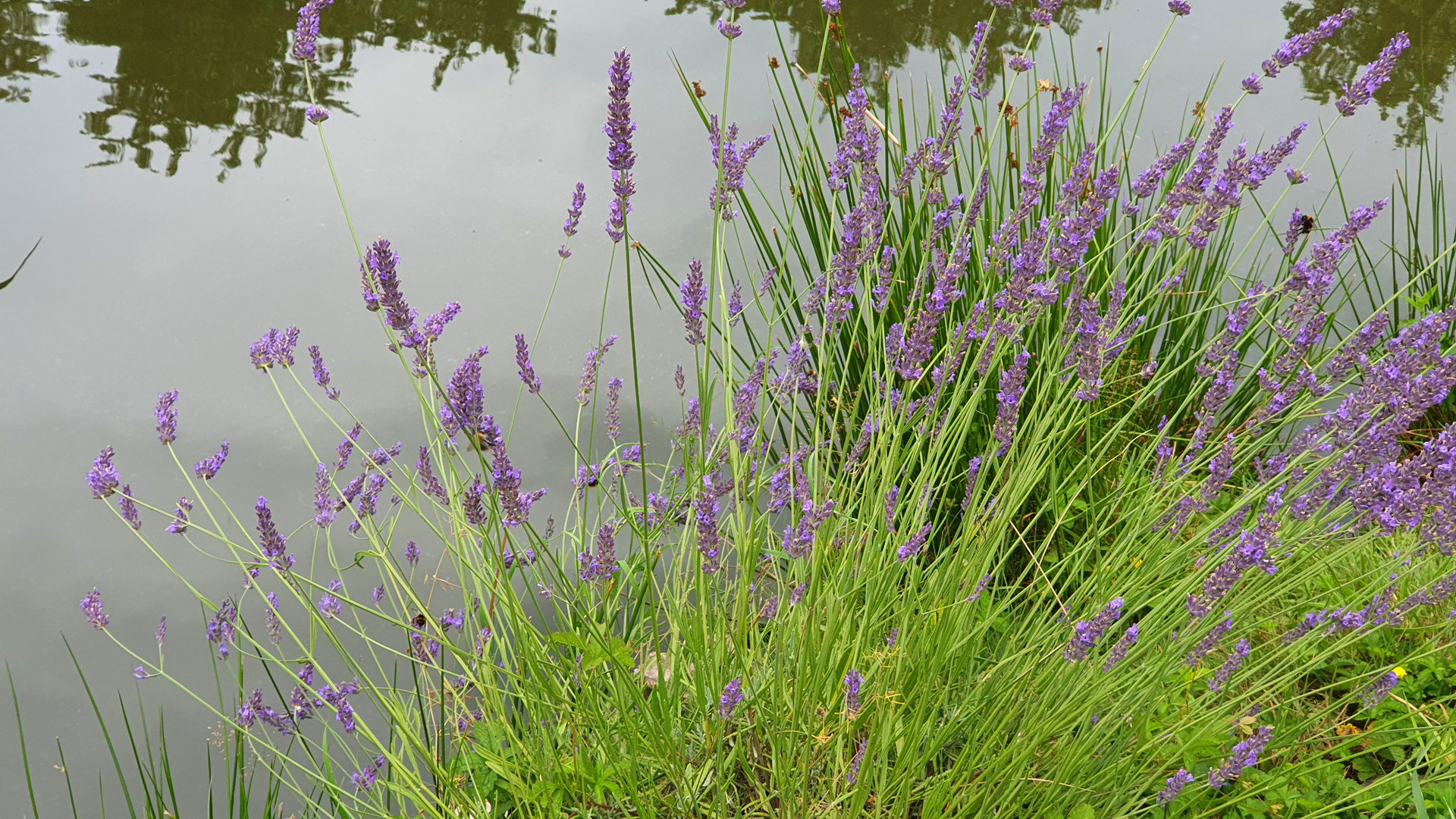 Lavendel am Gartenteich