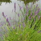 Lavendel am Gartenteich