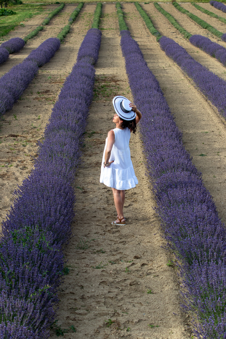 Lavendel am Kaiserstuhl