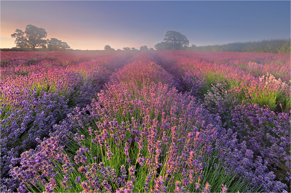 Lavendel am Morgen...