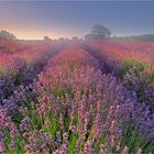 Lavendel am Morgen...