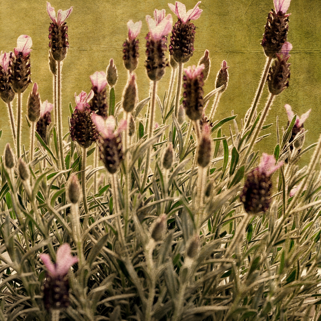 Lavendel am Morgen