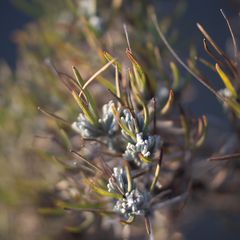 Lavendel am Morgen