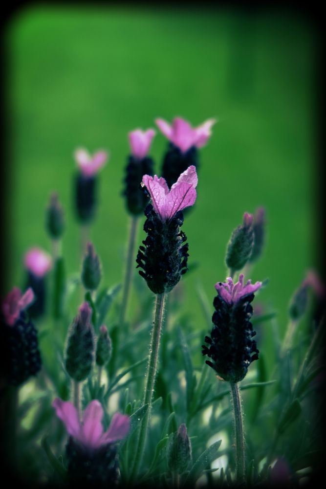 Lavendel am Morgen