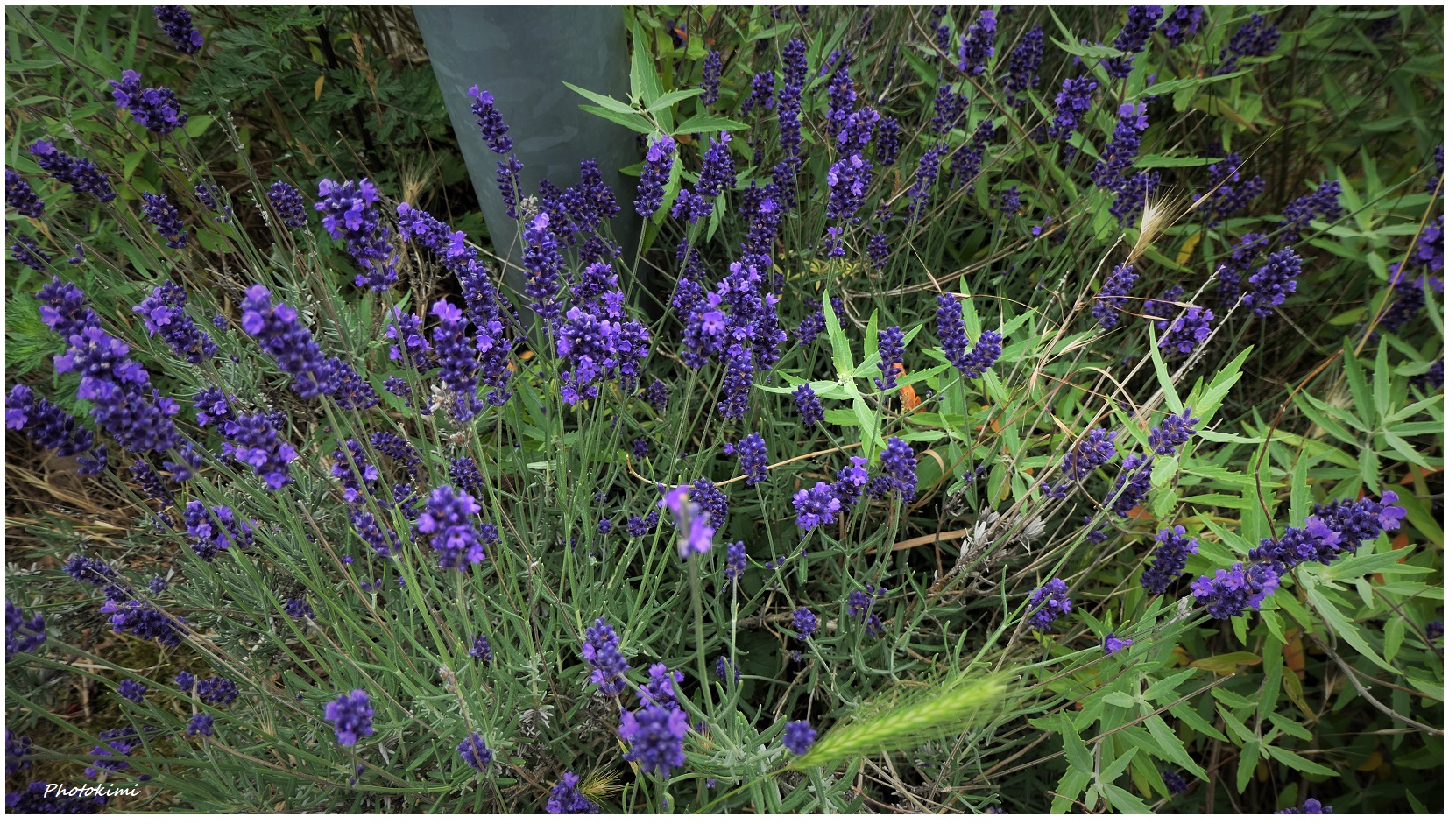 Lavendel am Parkplatz