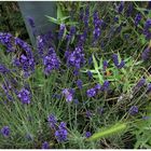 Lavendel am Parkplatz