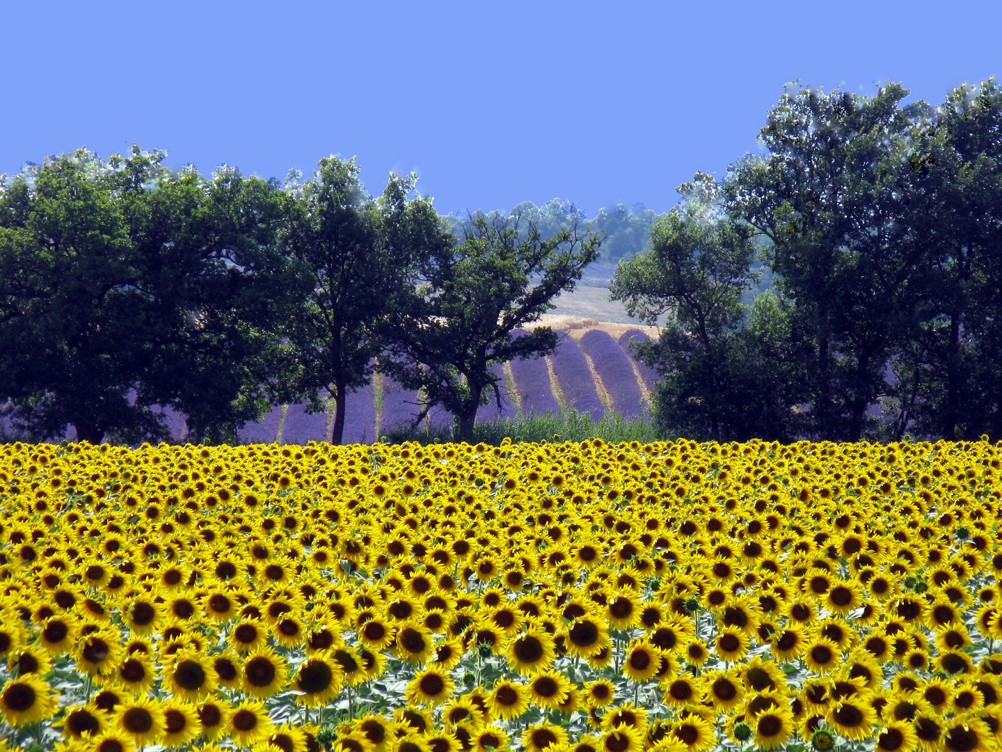 Lavendel am Plateau de Valensole