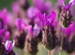 ... Lavendel am Sommersonntag   .....