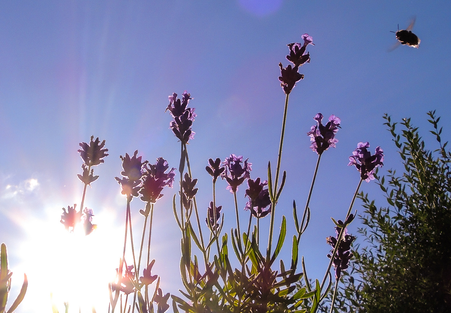 Lavendel am Tagesende