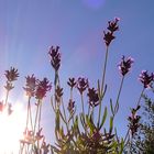 Lavendel am Tagesende