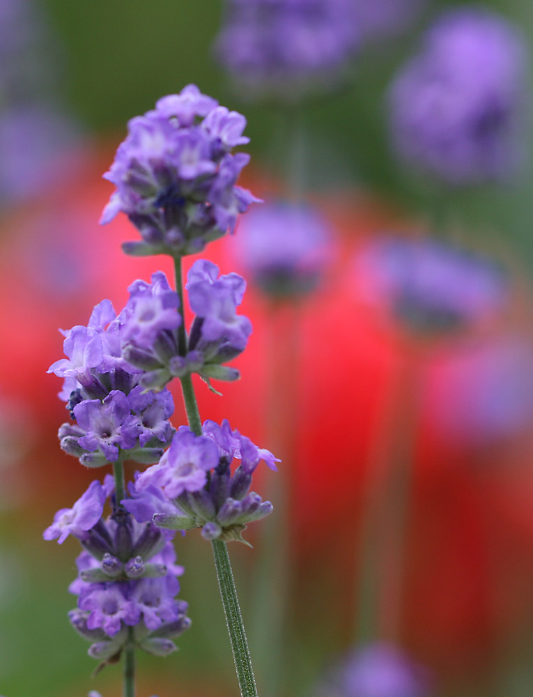 Lavendel and poppy