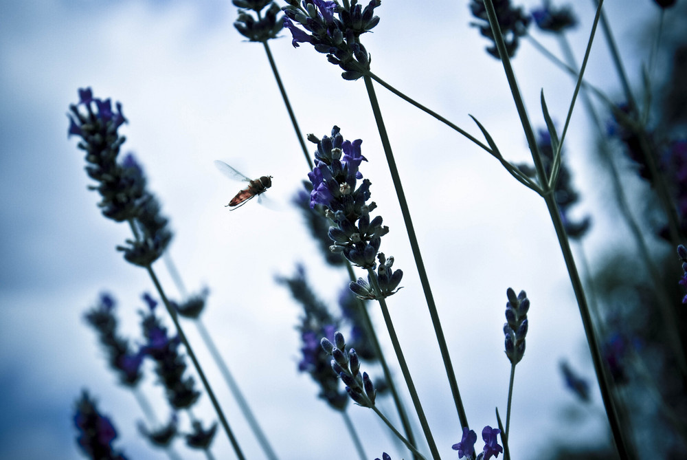 Lavendel Anflug