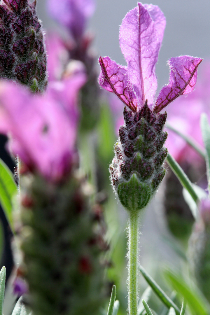 Lavendel "Anouk"