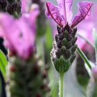 Lavendel "Anouk"