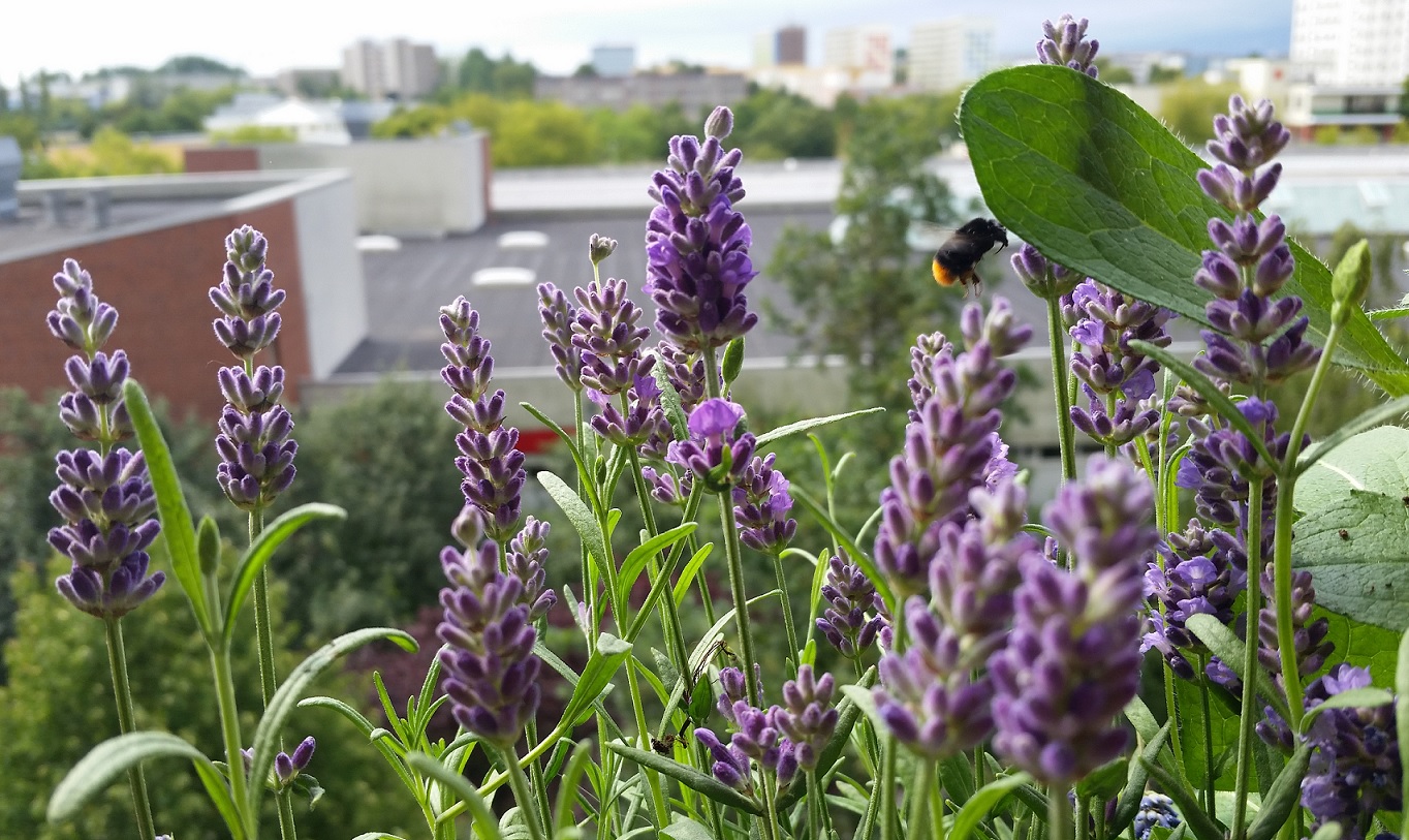 Lavendel auf Balkon mit Hummel