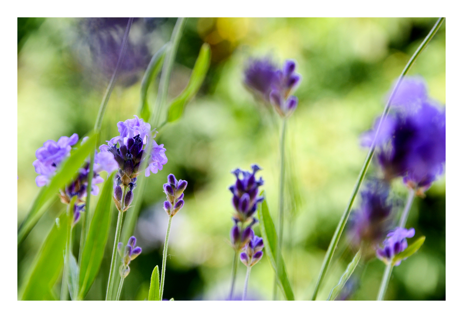 Lavendel auf dem Balkon