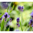 Lavendel auf dem Balkon