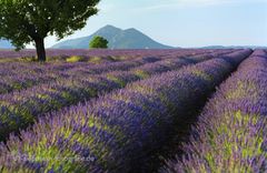 Lavendel auf dem Plateau de Valensole